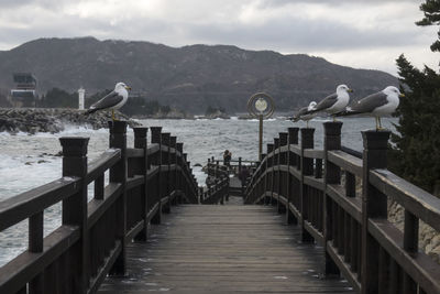 Birds perching on railing of footbridge