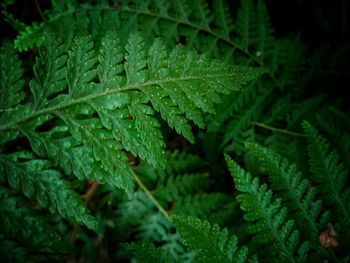 Close-up of wet leaves