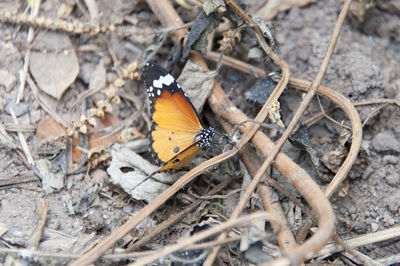 Close-up of butterfly perching on flower