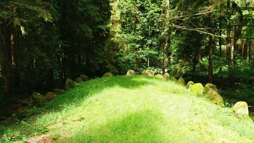 Scenic view of forest