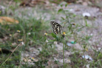 Butterfly pollinating on flower