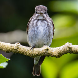Close-up of bird perching on branch