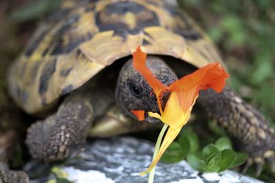 Close-up of turtle by flower