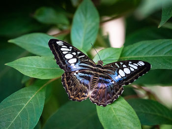 Close-up of butterfly on leaves