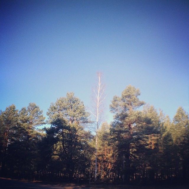 tree, clear sky, blue, copy space, tranquility, low angle view, tranquil scene, beauty in nature, nature, scenics, growth, outdoors, silhouette, no people, idyllic, non-urban scene, landscape, day, sunlight, branch