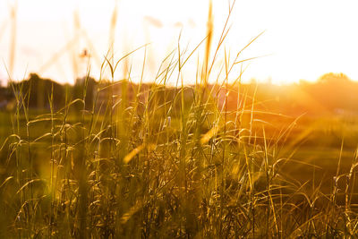 Close-up of wheat growing in field