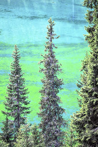 Reflection of trees in water