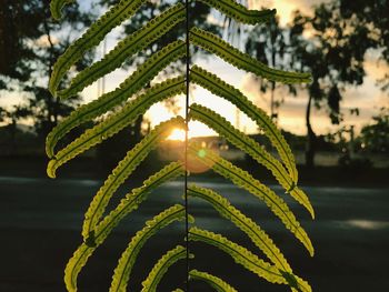 Close-up of green leaves against sky at sunset