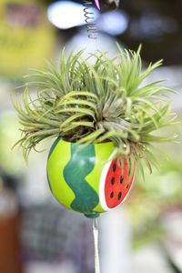 Close-up of ladybug on plant