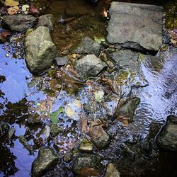 High angle view of birds in water