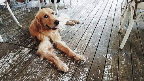 High angle view of dog lying on wooden floor