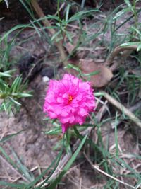 Close-up of pink flower