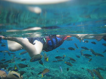 Close-up of fish swimming in sea