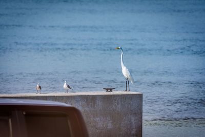 Birds perching against sea