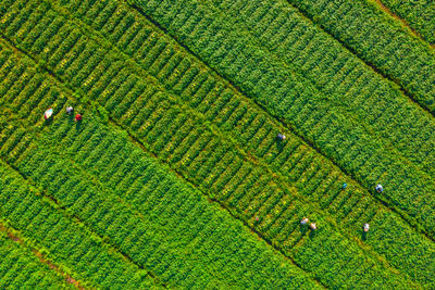 High angle view of agricultural field