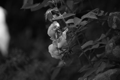 Close-up of white flowering plant