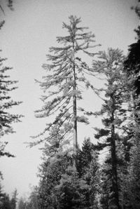 Low angle view of pine trees in forest during winter