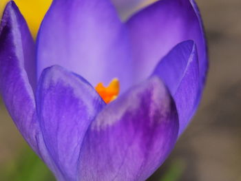 Close-up of purple crocus