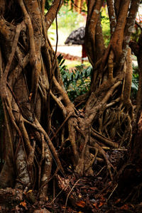 Close-up of tree roots in forest