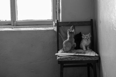 Cat sitting on wall