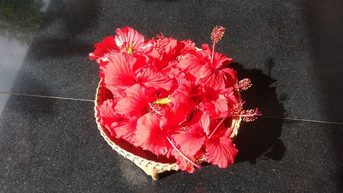 Close-up of red flowers