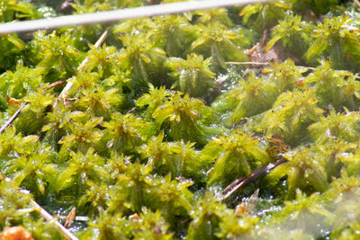 Full frame shot of plants