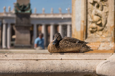Close-up of a bird on a fountain