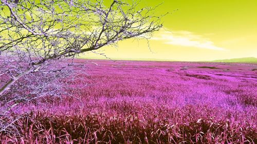 Plants growing on field