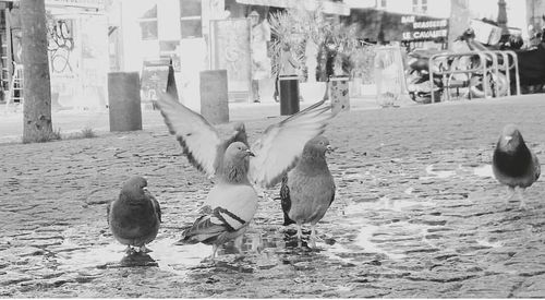 Birds in water