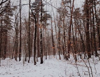 Trees in forest during winter