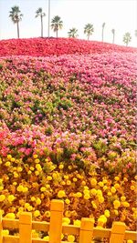 Flowers growing on plant against sky