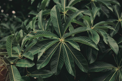 Close-up of fresh green plant