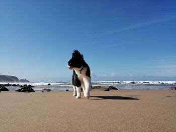 Dog on beach