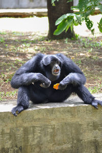 In this photo an adult gibbon sitting while eating fruit