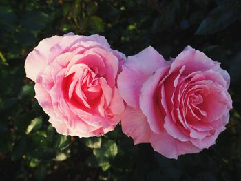 Close-up of pink rose