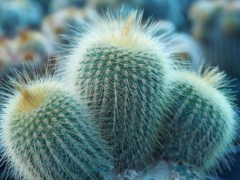 Close-up of cactus