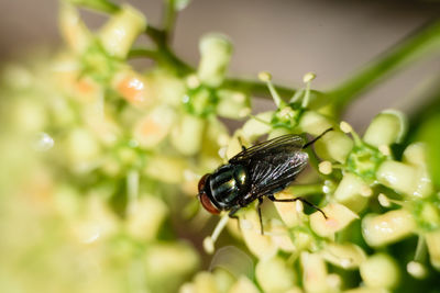 Close-up of insect on plant