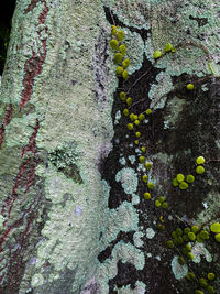 Full frame shot of moss growing on wall