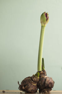 Close-up of crab on plant against wall