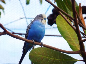 Close-up of parrot perching on tree