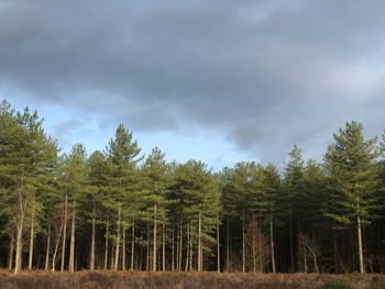 Pine trees in forest against sky