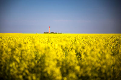 Scenic view of oilseed rape field against sky