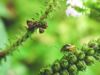 Close-up of bee on plant