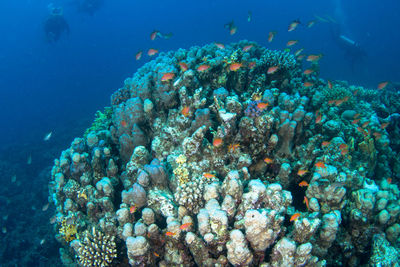 Fish swimming in sea