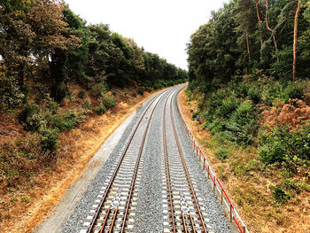 View of railroad tracks amidst trees in forest