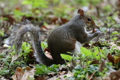 Side view of an animal on land