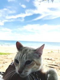 View of a cat on beach