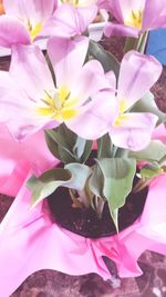 Close-up of pink flowers