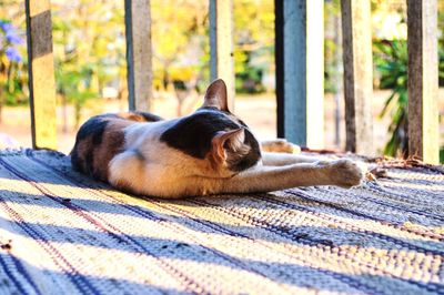 Close-up of a sleeping cat