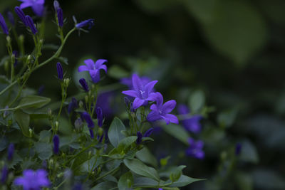Close-up of purple flowering plants
